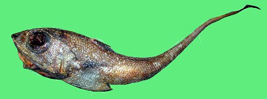 Macrourus berglax_029915